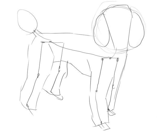 Пудель рисунок карандашом поэтапно