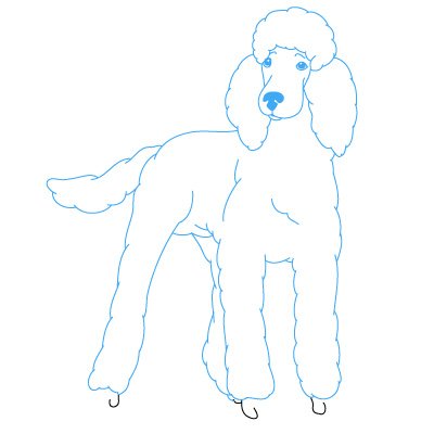 Пошаговое рисование пуделя