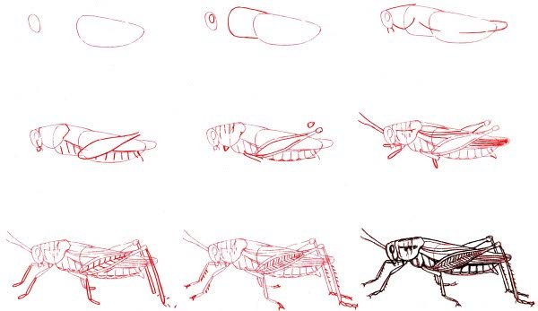 Поэтапное рисование кузнечика