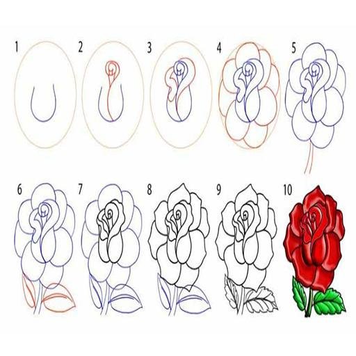 Этапы рисования розы для детей