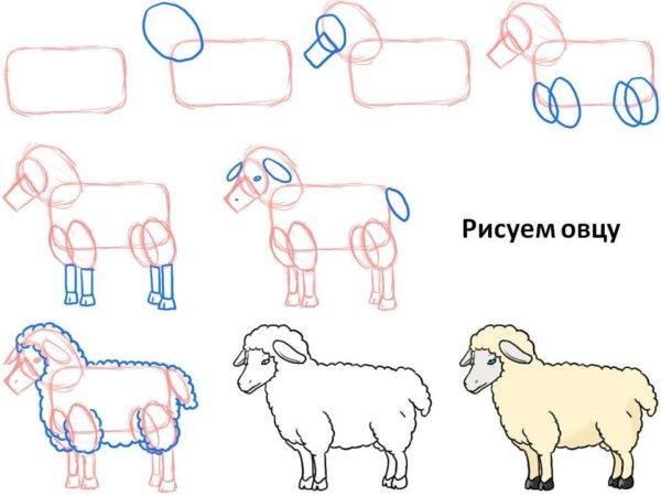 Поэтапное рисование барана
