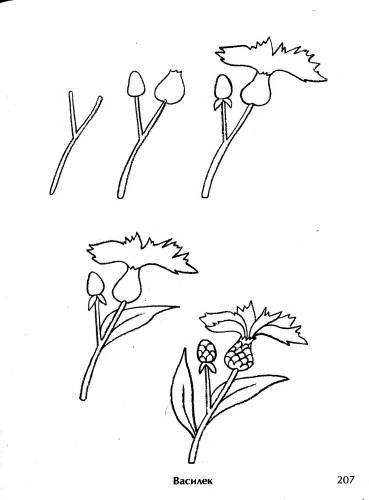 Рисование Васильков