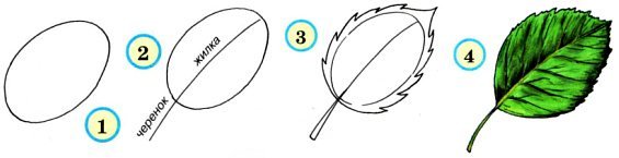 Лист осины поэтапное рисование