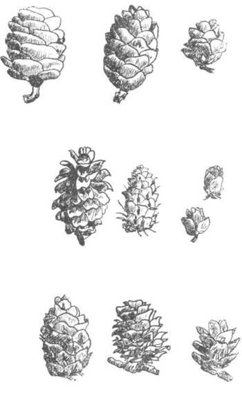 Лиственница Сукачева шишка