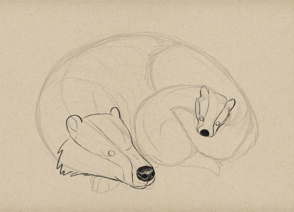 Рисунки барсука для срисовки