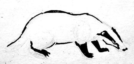 Барсук рисунок пошагово