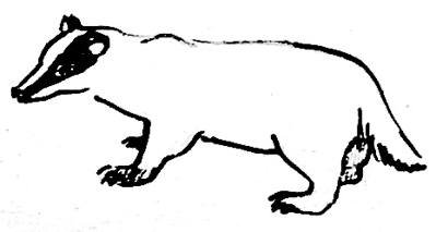 Барсук рисунок поэтапно