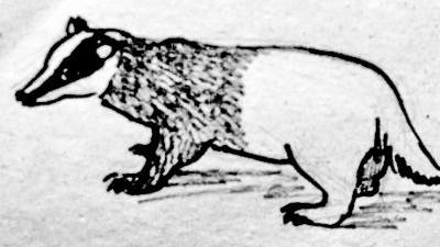 Барсук на задних лапах рисунок