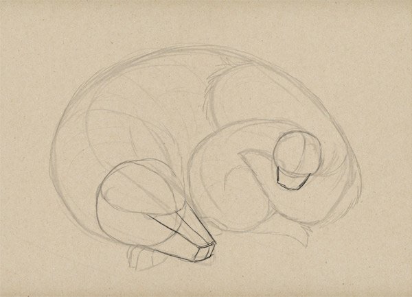 Схема рисования барсука