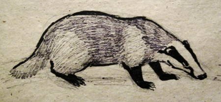 Барсук карандашом