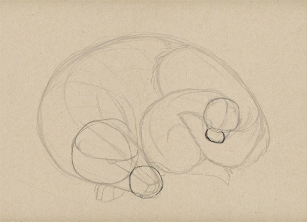 Барсук рисунок поэтапно