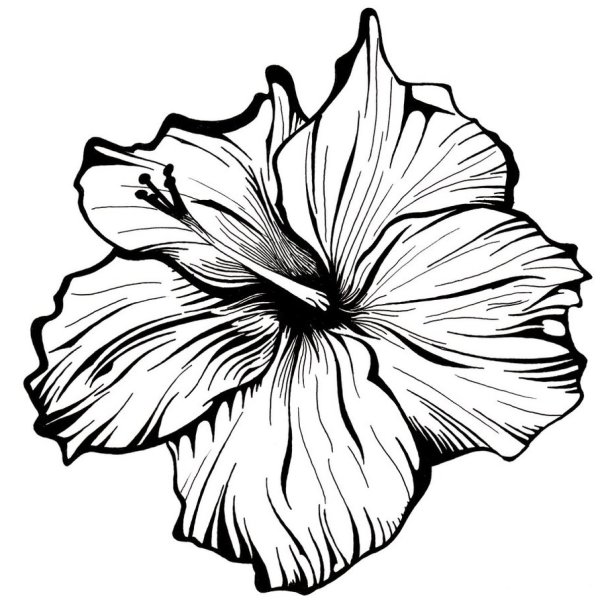 Черно-белый цветок