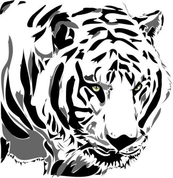 Тигр черно белый