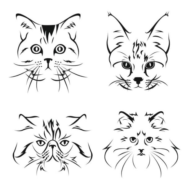 Очертания морды кота