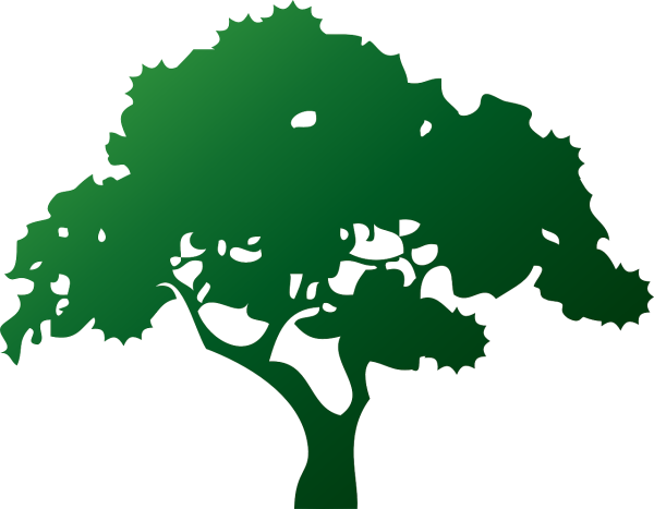 Чинара дерево вектор