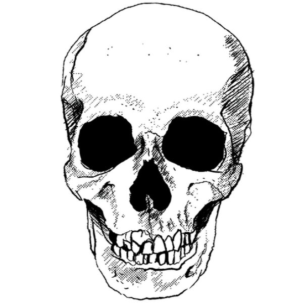 Прозрачный череп