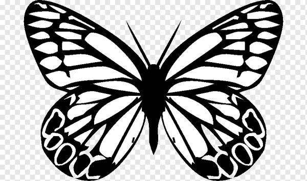 Векторная Графика бабочка