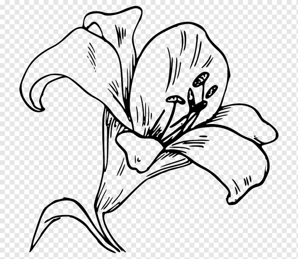 Цветок черный контур