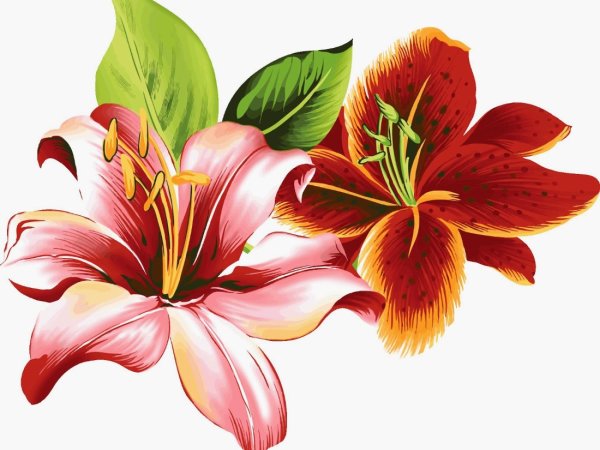 Цветы рисунок