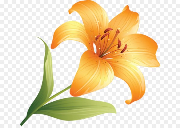 Лилия вектор