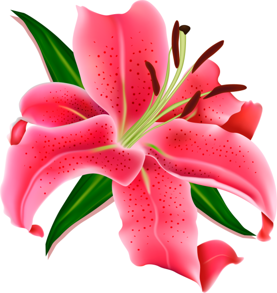 Лилия вектор