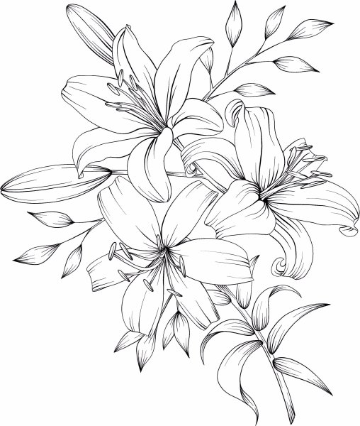 Лилия набросок