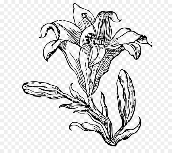 Нарисовать растение