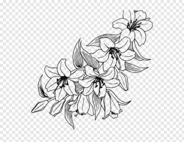 Цветы лилии контур