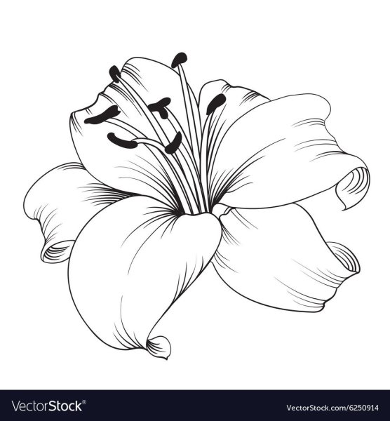 Лилия рисунок