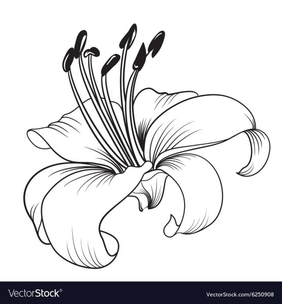 Черно белая стилизованная Лилия
