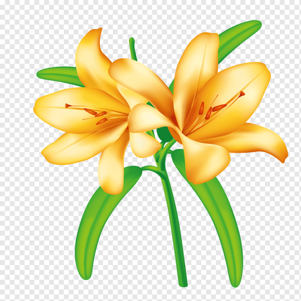 Лилия для детей