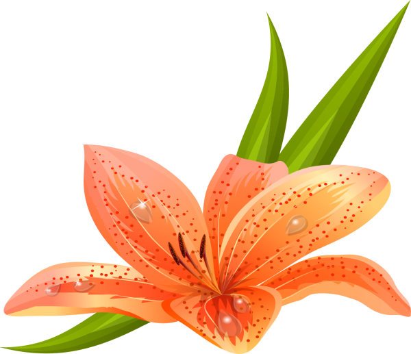 Лилии для детей