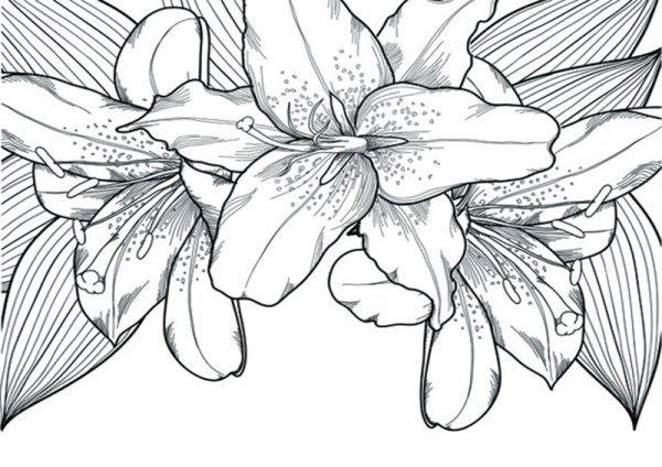 Лилии Графика