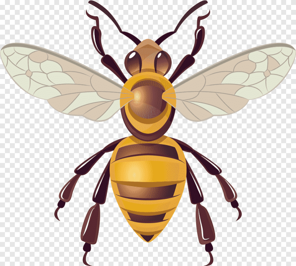 Хорнет пчела вектор