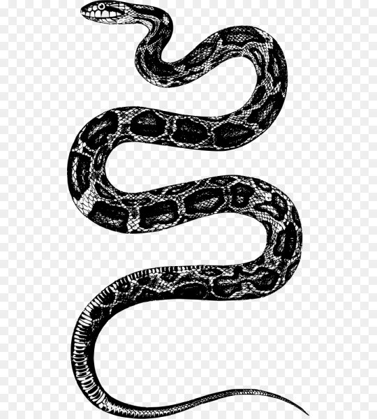 Змея черно белая
