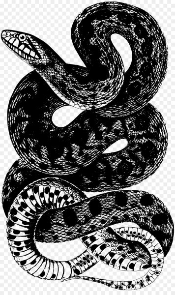 Змеи Графика