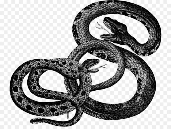 Змеи на прозрачном фоне