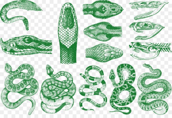 Анатомия змеи для рисования