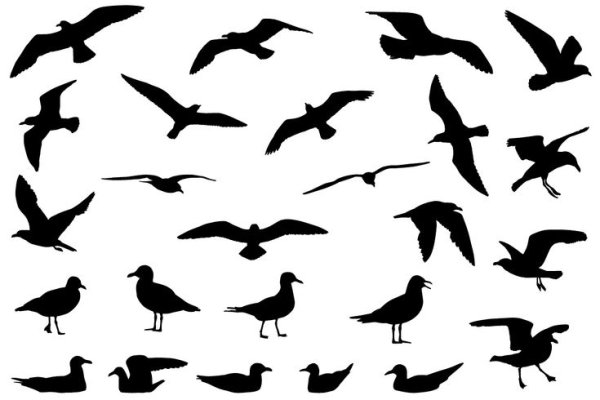 Чайки Графика