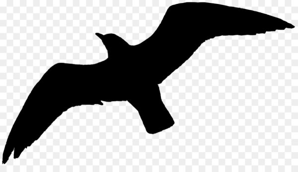 Силуэт Чайки в полете