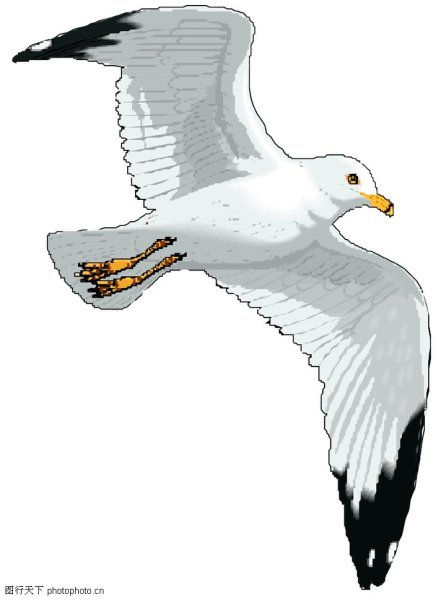 Чайка Векторная Графика