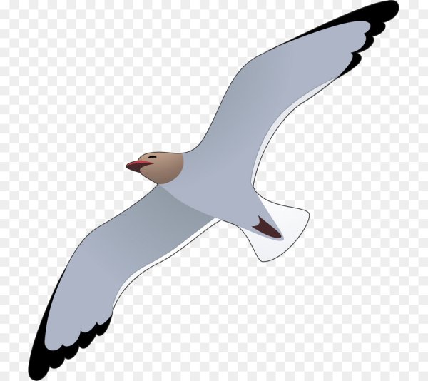 Чайка для детей