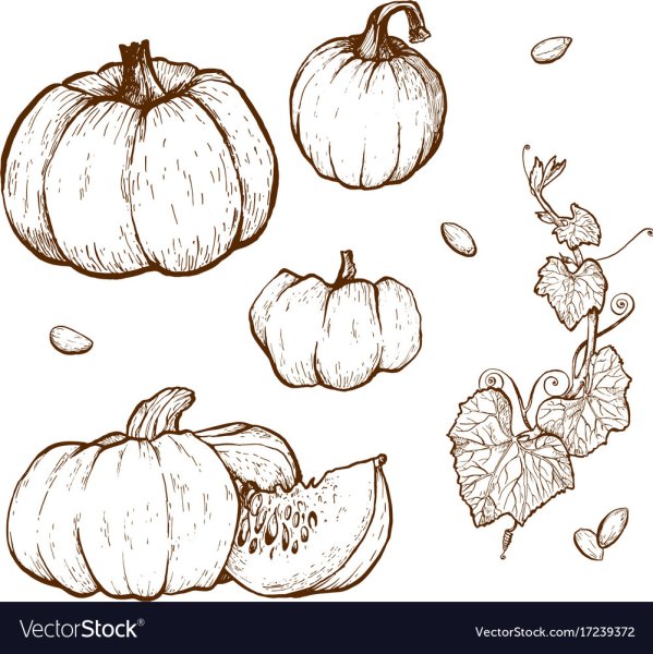 Тыква графический рисунок