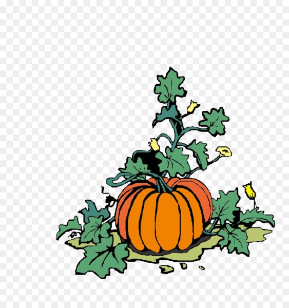 Тыква иллюстрация