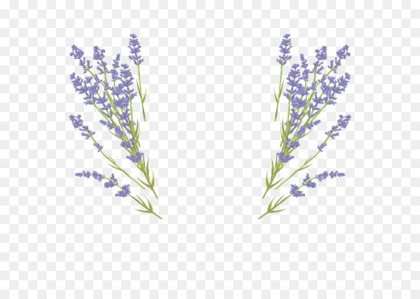 Лаванда вектор