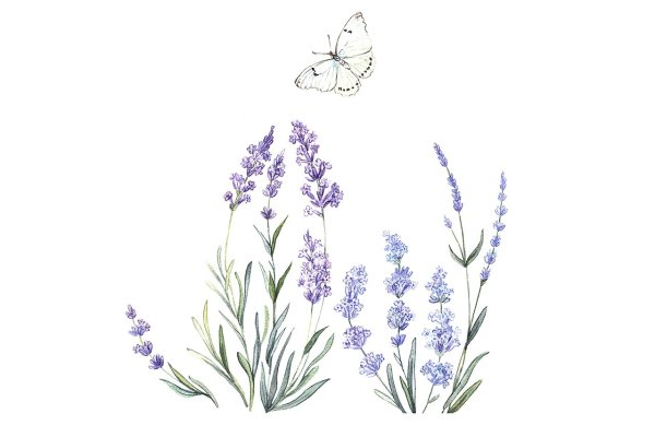 Цветы лаванды акварель