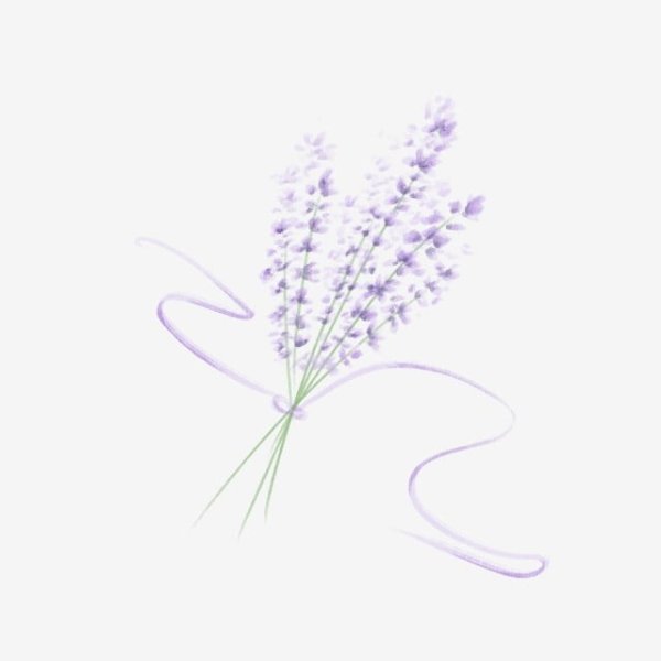 Веточка лаванды на белом фоне