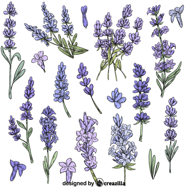 Цветок лаванды вектор