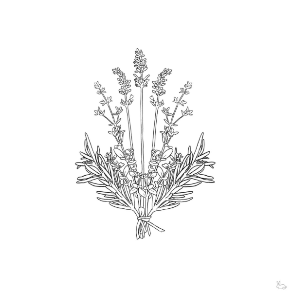 Лаванда вектор