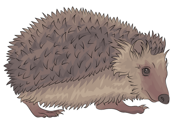 Ежик векторный